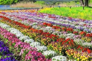 [Limitato alla stagione] Tour giornaliero della 5ª stazione del Monte Fuji e delle sorgenti termali