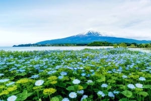 [Limitato alla stagione] Tour giornaliero della 5ª stazione del Monte Fuji e delle sorgenti termali