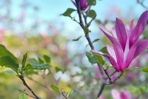 東京：プロの庭師ガイドがご案内する電動自転車で庭園をめぐるベーシックコース