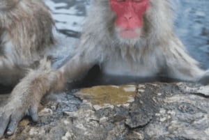 Tokyo: Snow Monkey Park and Zenkoji Temple Private Day Tour