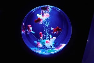 Tokio: Bilet wstępu do Muzeum Art Aquarium GINZA