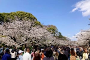 Tokyo: tour a piedi di Asakusa, Kappabashi e Ueno