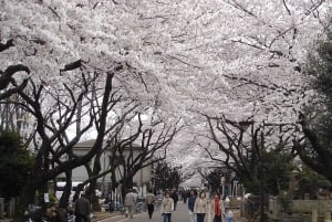Tokyo: tour guidato del Santuario di Asakusa e del cimitero di Yanaka