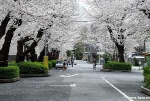 Tokyo: tour guidato del Santuario di Asakusa e del cimitero di Yanaka