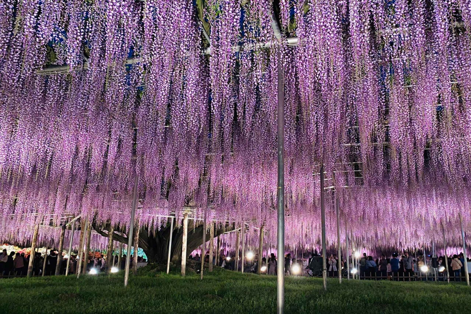 Tokio: Ashikaga Flower Park z biletem wstępu