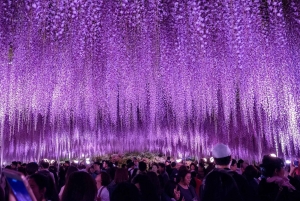Tokio: Ashikaga Flower Park z biletem wstępu