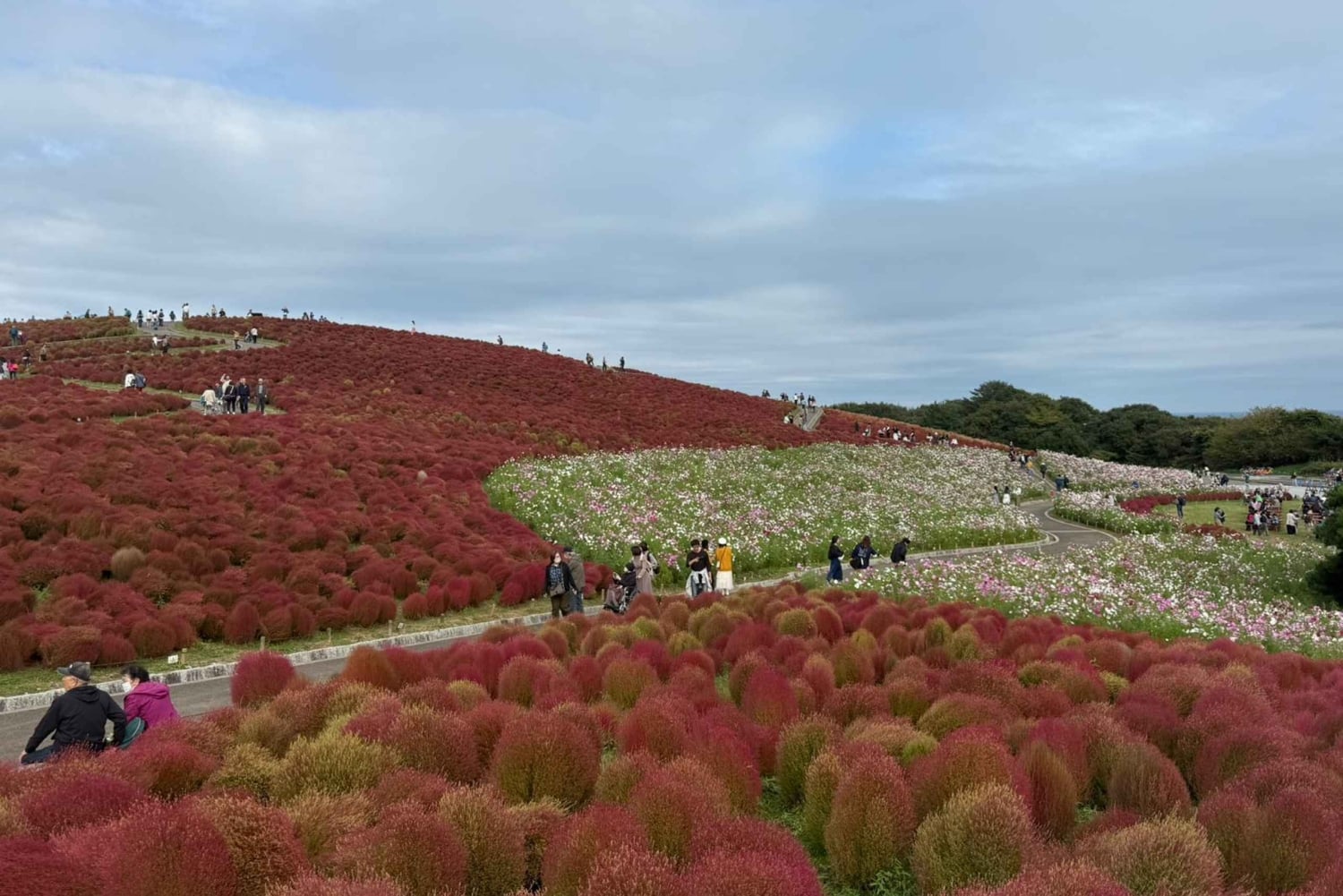 Tokio: maravillas otoñales en el parque Hitachi y las cascadas de Fukuroda
