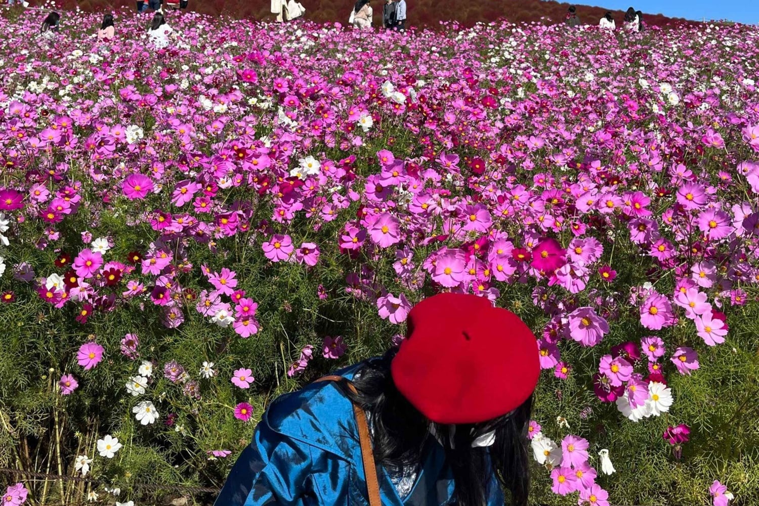 Tokio: maravillas otoñales en el parque Hitachi y las cascadas de Fukuroda
