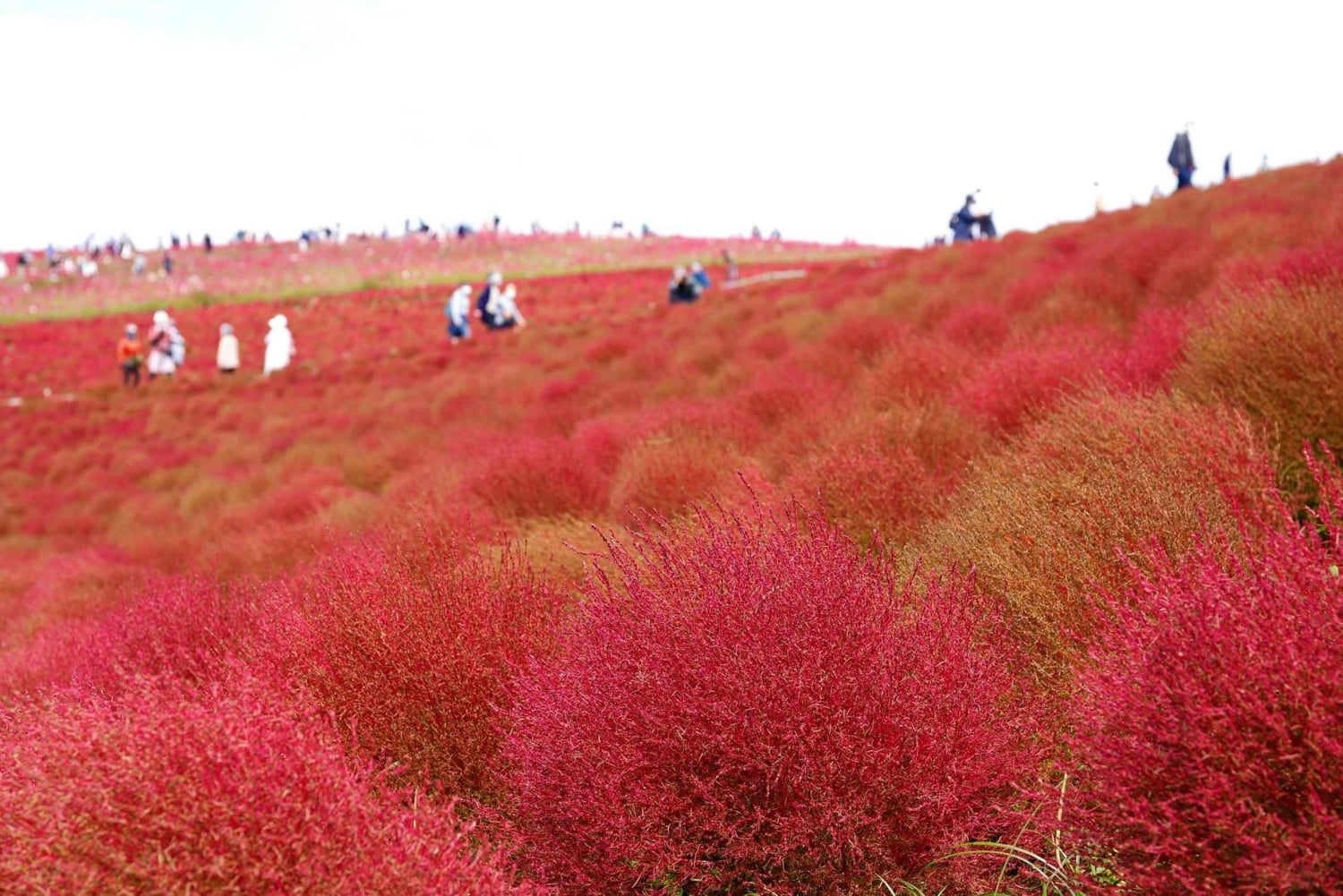 Tokio: maravillas otoñales en el parque Hitachi y las cascadas de Fukuroda