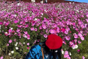 Tokio: maravillas otoñales en el parque Hitachi y las cascadas de Fukuroda