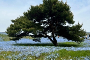 Tokio: maravillas otoñales en el parque Hitachi y las cascadas de Fukuroda