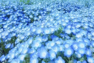 Tokio: maravillas otoñales en el parque Hitachi y las cascadas de Fukuroda