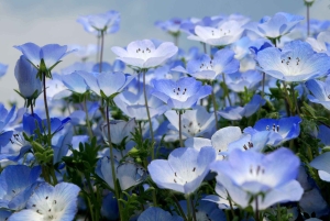 Tokio: maravillas otoñales en el parque Hitachi y las cascadas de Fukuroda