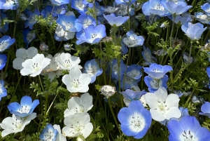 Tokio: maravillas otoñales en el parque Hitachi y las cascadas de Fukuroda