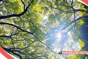 Tokyo Castle: Imperial Palace, Shogun & Garden Walking Tour