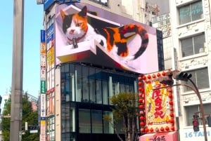 Tokyo: Bokhandel med katt-tema och Shinjuku Cat Lounge kvällstur