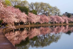 Excursión Exprés a los Cerezos en Flor de Tokio con paseo en barco