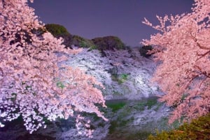 Excursión Exprés a los Cerezos en Flor de Tokio con paseo en barco
