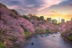 Excursión Exprés a los Cerezos en Flor de Tokio con paseo en barco