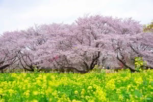 Osaka: hoogtepunten van Kyoto en Nara (7-9 plekken)
