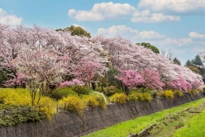 Osaka: hoogtepunten van Kyoto en Nara (7-9 plekken)