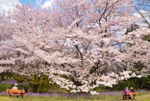 Osaka: hoogtepunten van Kyoto en Nara (7-9 plekken)