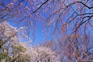 Osaka: hoogtepunten van Kyoto en Nara (7-9 plekken)