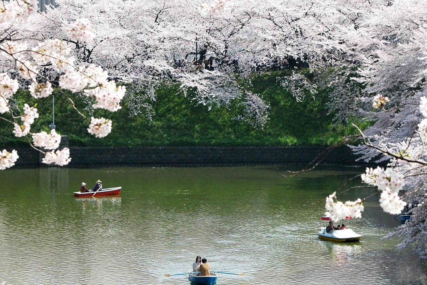Tokio: paseo por Chidorigafuchi Sakura junto al foso imperial