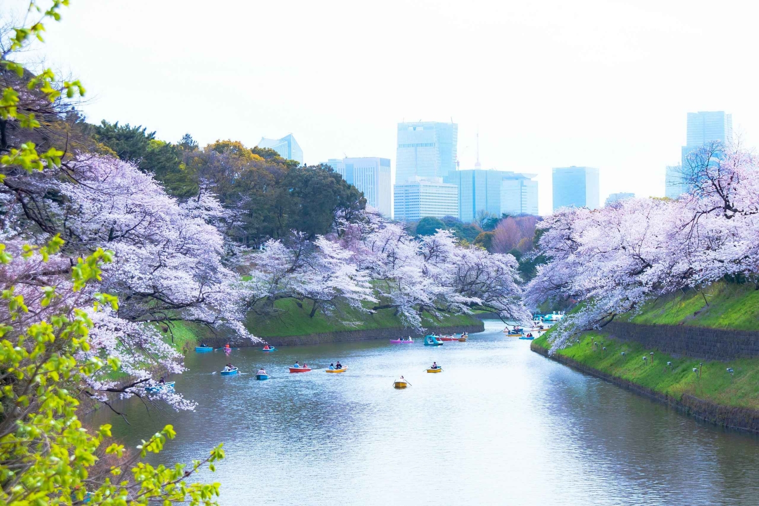 Tokio: paseo por Chidorigafuchi Sakura junto al foso imperial
