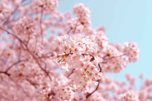 Tokio: paseo por Chidorigafuchi Sakura junto al foso imperial