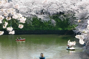 Tokio: paseo por Chidorigafuchi Sakura junto al foso imperial