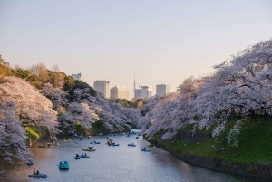 Tokio: paseo por Chidorigafuchi Sakura junto al foso imperial