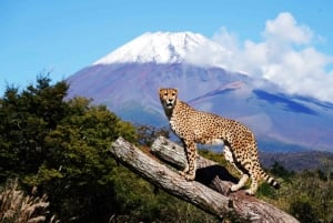 Токио: индивидуальная однодневная поездка на гору Фудзи и в сафари-парк