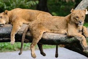 Токио: индивидуальная однодневная поездка на гору Фудзи и в сафари-парк