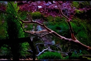 Tokio: Koe moderni wabi-sabi