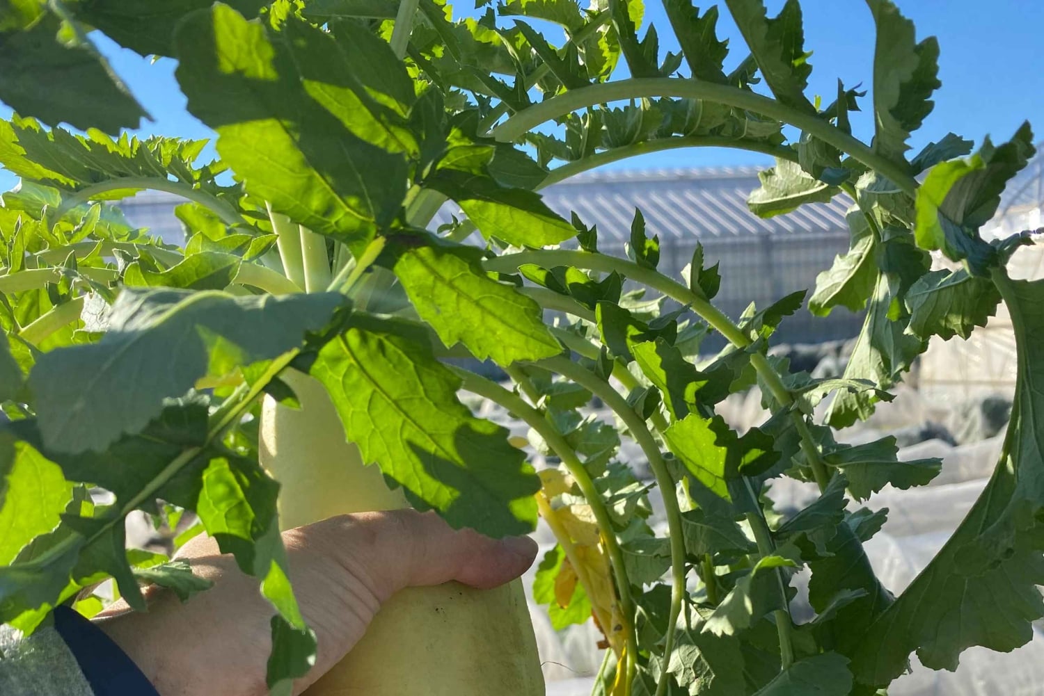 Tokyo: tour di una fattoria, un mercato e un udon bar a Nerima