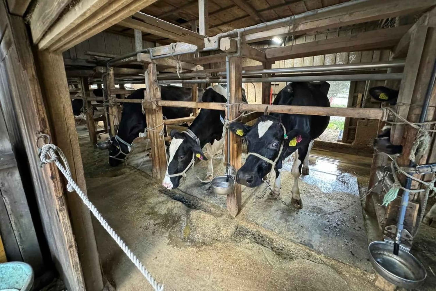 Tokyo: tour di una fattoria, un mercato e un udon bar a Nerima