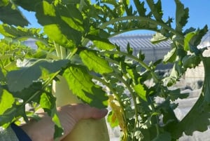Tokyo: tour di una fattoria, un mercato e un udon bar a Nerima