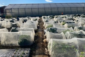 Tokyo: tour di una fattoria, un mercato e un udon bar a Nerima