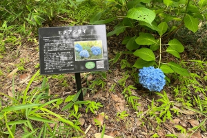 Tokyo: tour di una fattoria, un mercato e un udon bar a Nerima