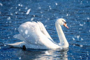 Tokyo: Mt. Fuji 6 Attractions: Lake Kawaguchi, Oshino Hakkai
