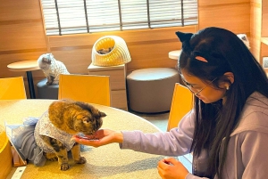 Tokio: Świątynia kotów Gotokuji, kawiarnia dla kotów w Shinjuku i wycieczka z kotem 3D