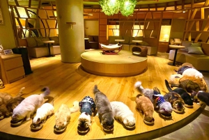 Tokio: Świątynia kotów Gotokuji, kawiarnia dla kotów w Shinjuku i wycieczka z kotem 3D