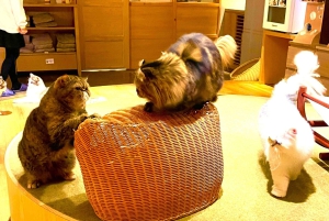 Tokio: Świątynia kotów Gotokuji, kawiarnia dla kotów w Shinjuku i wycieczka z kotem 3D