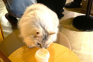 Tokio: Świątynia kotów Gotokuji, kawiarnia dla kotów w Shinjuku i wycieczka z kotem 3D