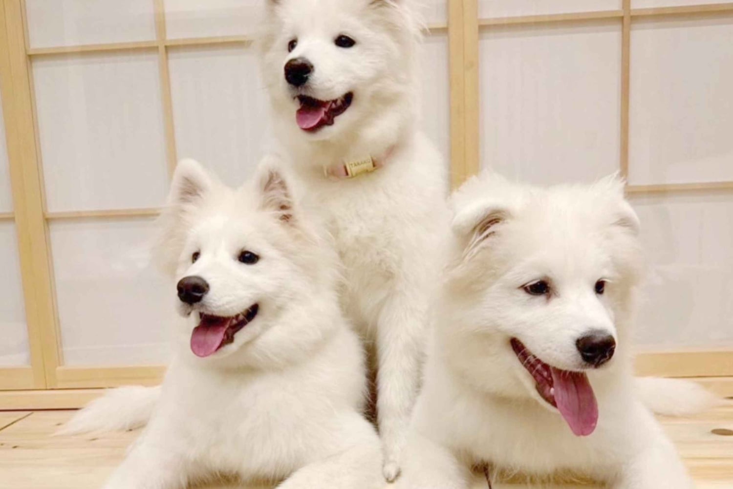 Tokyo Harajuku: 30 minutters samvær med samojeder