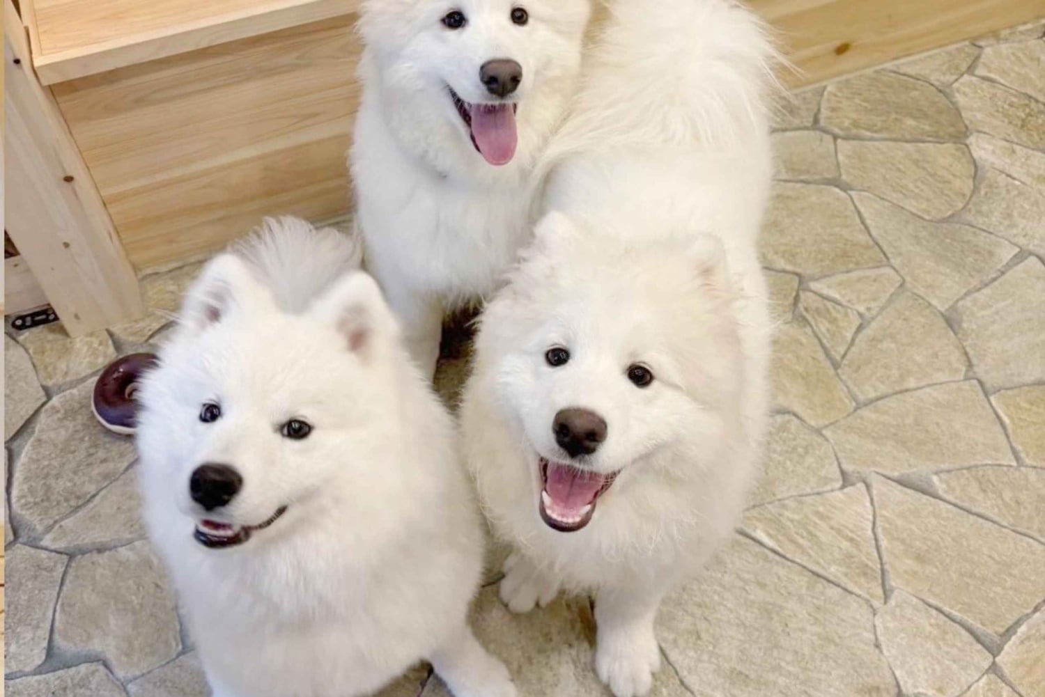 Tokyo Harajuku: 30 minutters samvær med samojeder