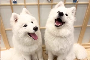 Tokyo Harajuku: 30 minutters samvær med samojeder