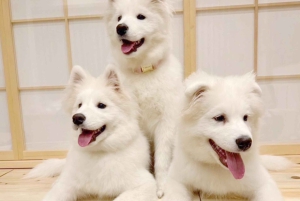 Tokyo Harajuku: 30 minutters samvær med samojeder