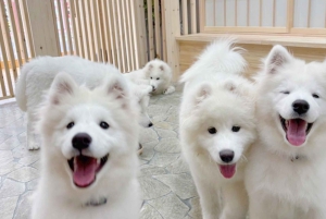 Tokyo Harajuku: 30 minutters samvær med samojeder